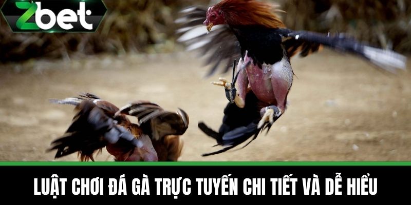 Đá Gà Trực Tuyến - Tận Hưởng Những Trận Đấu Hấp Dẫn Tại ZBET 3 Luật chơi đá gà trực tuyến chi tiết và dễ hiểu