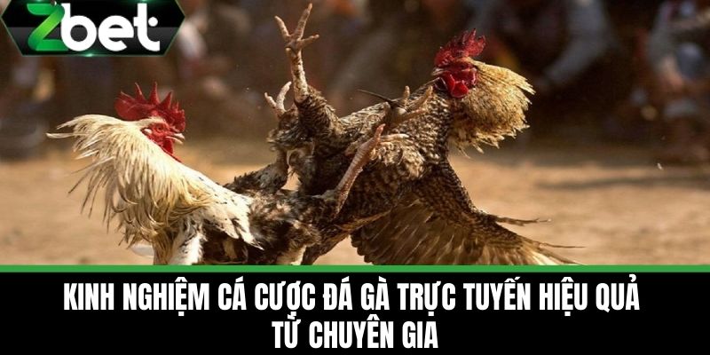 Đá Gà Trực Tuyến - Tận Hưởng Những Trận Đấu Hấp Dẫn Tại ZBET 4 Kinh nghiệm cá cược đá gà trực tuyến hiệu quả từ chuyên gia