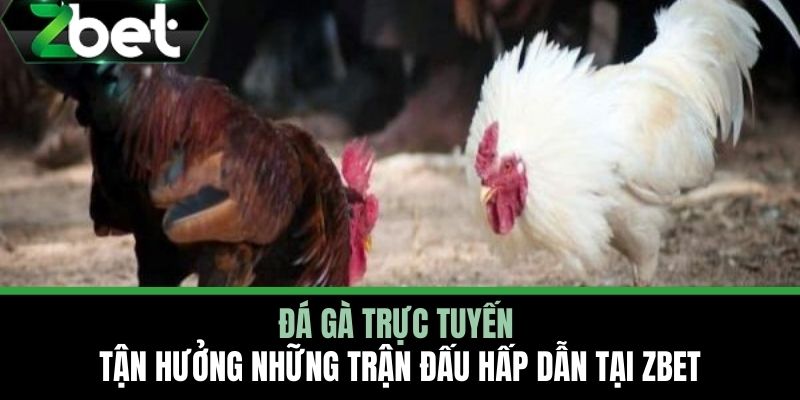Đá gà trực tuyến